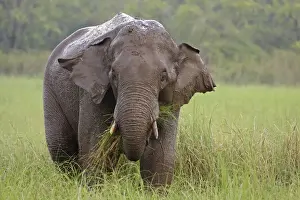 Corbett Prints: DDE-90024477