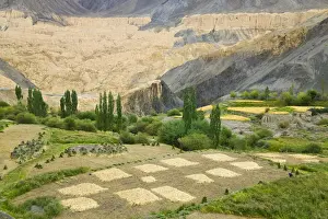 Barley Prints: DDE-90024542