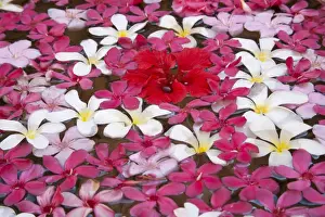 Decoration Prints: DDE-90024544