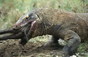 Komodo Prints: DDE-90024572