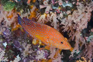 Komodo Prints: DDE-90024573