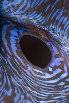 Komodo Prints: DDE-90024576