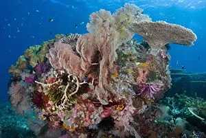 Komodo Prints: DDE-90024577