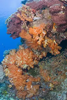 Komodo Prints: DDE-90024578