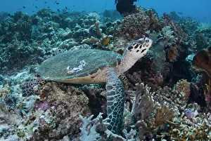 Komodo Prints: DDE-90024579