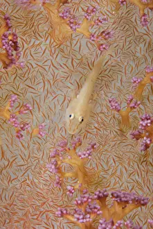 Goby Prints: DDE-90024585