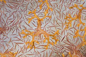 Extreme Prints: DDE-90024588