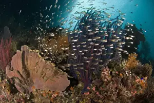 Shoal Prints: DDE-90024591