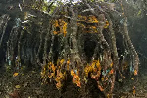 Mangrove Prints: DDE-90024596