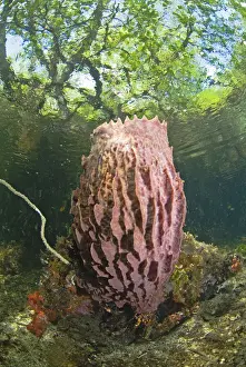 Mangrove Prints: DDE-90024597