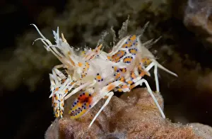 Shrimp Prints: DDE-90024604