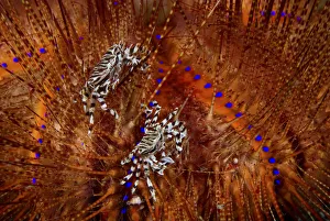 Spine Collection: DDE-90024610