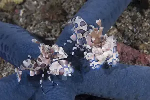 Shrimp Prints: DDE-90024614