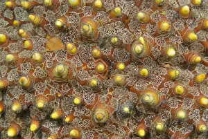 Straits Prints: DDE-90024621