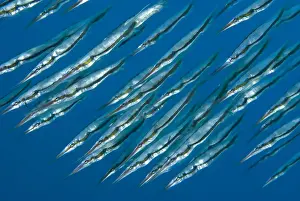 Pipefish Prints: DDE-90024632