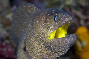 Moray Prints: DDE-90024635