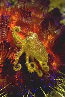 Mollusk Prints: DDE-90024640