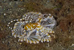 Mollusk Prints: DDE-90024641