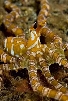 Mollusk Prints: DDE-90024642