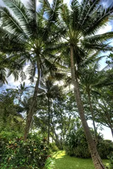Botanical Prints: DDE-90024646