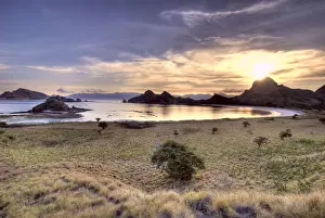 Komodo Prints: DDE-90024648