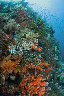 Komodo Prints: DDE-90024660