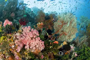Komodo Prints: DDE-90024661