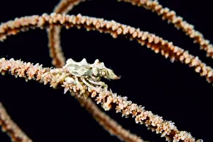 Komodo Prints: DDE-90024662