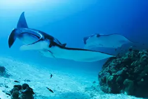 Remora Prints: DDE-90024677