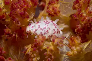 Mollusk Prints: DDE-90024682