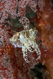 Mollusk Prints: DDE-90024684
