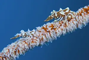 Komodo Prints: DDE-90024690