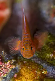 Goby Prints: DDE-90024693
