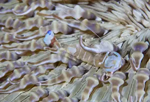 Shrimp Prints: DDE-90024697