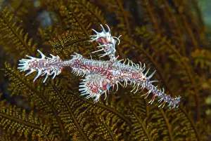 Pipefish Prints: DDE-90024699