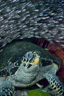 Glassfish Prints: DDE-90024752