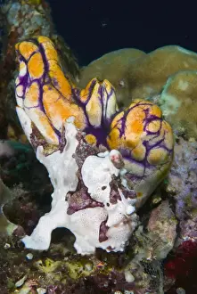 Tunicate Prints: DDE-90024760