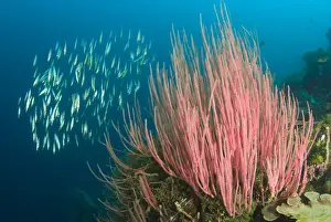 Gorgonian Prints: DDE-90024767