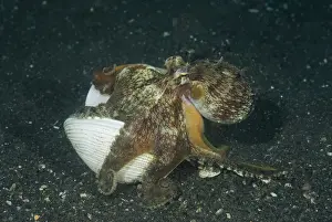 Mollusk Prints: DDE-90024770