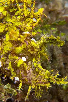 Scorpion Prints: DDE-90024781