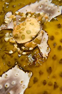 Shrimp Prints: DDE-90024782