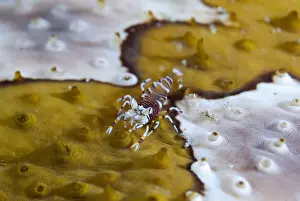 Shrimp Prints: DDE-90024785