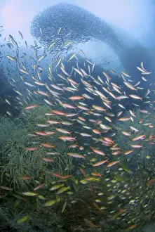 Anthias Prints: DDE-90024796