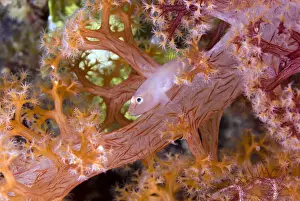 Goby Prints: DDE-90024805