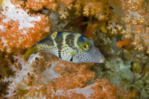 Papua Prints: DDE-90024852