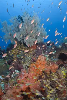Anthias Prints: DDE-90024862