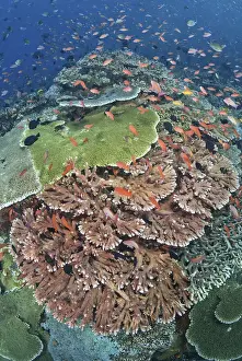 Komodo Prints: DDE-90024863