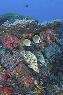 Papua Prints: DDE-90024868