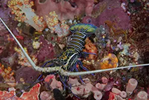 Lobster Prints: DDE-90024871