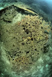 Papua Prints: DDE-90024879
